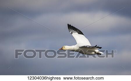 Stock Photograph - Bird flying with a blue a white sky in the background; Boucherville, Quebec, Canada. Fotosearch