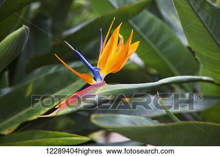 Bird of Paradise Flower; Maui, Hawaii, United States of America View Large Photo Image Stock Photograph - Bird of Paradise Flower; Maui, Hawaii, United States of America. Fotosearch