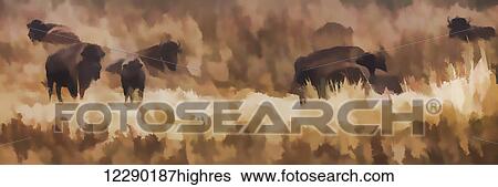 Stock Photograph - Bison (Bison bison athabascae) grazing, Elk Island National Park; Alberta, Canada. Fotosearch