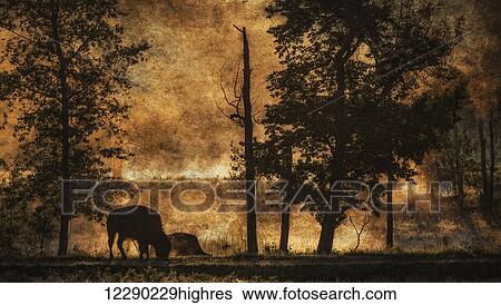 Stock Photograph - Bison (Bison bison athabascae) grazing, Elk Island National Park; Alberta, Canada. Fotosearch