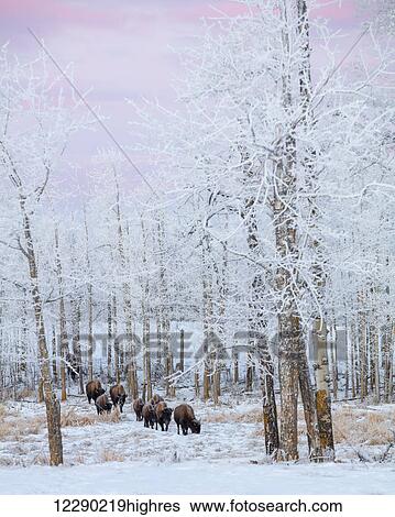 Bison walking in the early morning through the snow, Elk Island National Park; Alberta, Canada View Large Photo Image Stock Photograph - Bison walking in the early morning through the snow, Elk Island National Park; Alberta, Canada. Fotosearch