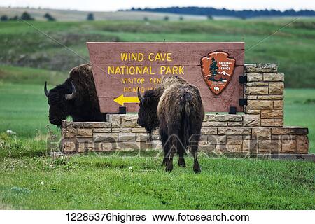 Bison, Wind Cave National Park; South Dakota, United States of America View Large Photo Image Stock Photograph - Bison, Wind Cave National Park; South Dakota, United States of America. Fotosearch