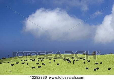 Black angus cattle graze in North Kohala, Hawaii with cattle egrets (Bubulcus ibis) in pasture; Kohala, Island of Hawaii, Hawaii, United States of America View Large Photo Image Stock Photograph - Black angus cattle graze in North Kohala, Hawaii with cattle egrets (Bubulcus ibis) in pasture; Kohala, Island of Hawaii, Hawaii, United States of America. Fotosearch