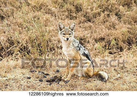 Stock Photograph - Black-backed Jackal (Canis mesomelas), Ngorongoro Crater; Tanzania. Fotosearch