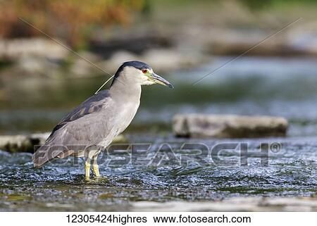 Stock Photograph - Black-crowned night heron (Nycticorax nycticorax) fishing in a river; Saint-Eustache, Quebec, Canada. Fotosearch