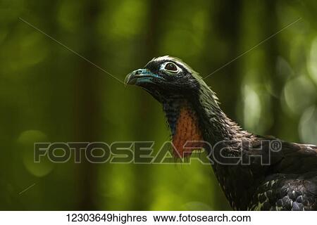 Stock Photograph - Black-fronted piping-guan (Aburria jacutinga) looking up in sunlit jungle; Panara, Brazil. Fotosearch