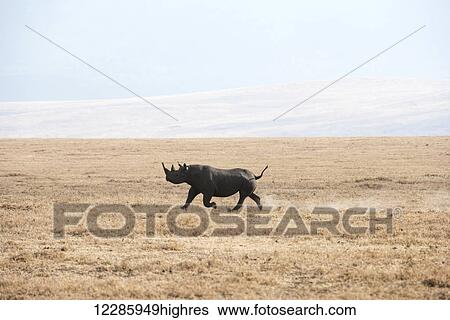 Stock Photograph - Black Rhinoceros (Diceros bicornis) running across dry, dusty savannah, Ngorongoro Crater; Tanzania. Fotosearch