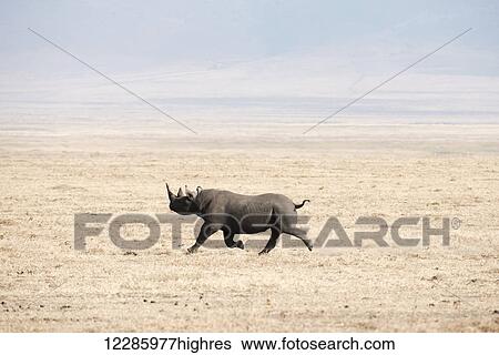 Black Rhinoceros (Diceros bicornis) running across dry, dusty savannah, Ngorongoro Crater; Tanzania View Large Photo Image Stock Photograph - Black Rhinoceros (Diceros bicornis) running across dry, dusty savannah, Ngorongoro Crater; Tanzania. Fotosearch