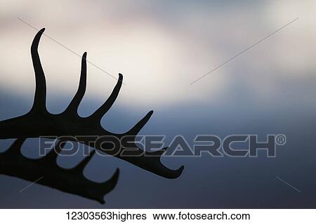 Stock Photograph - Black tail deer antlers over the door of a cabin announce the prowess of a hunter; Alaska, United States of America. Fotosearch