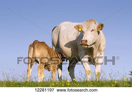 Stock Photo - Blonde d'Aquataine calf suckling mother, on upland pasture; Cumbria, England. Fotosearch
