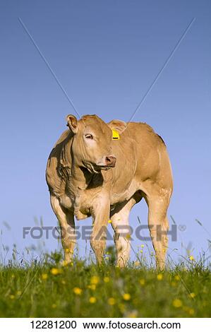 Stock Image - Blonde d'Aquataine calves on upland pasture; Cumbria, England. Fotosearch