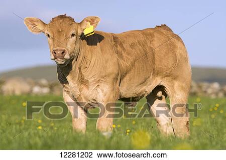 Stock Image - Blonde d'Aquataine calves on upland pasture; Cumbria, England. Fotosearch