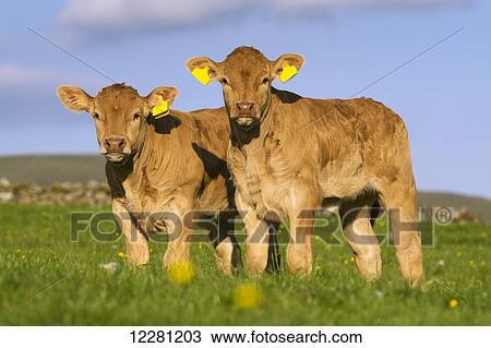 Blonde d'Aquataine calves on upland pasture; Cumbria, England View Large Photo Image Stock Image - Blonde d'Aquataine calves on upland pasture; Cumbria, England. Fotosearch