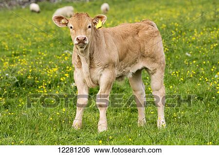 Stock Photograph - Blonde d'Aquataine calves on upland pasture; Cumbria, England. Fotosearch