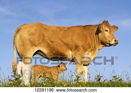 Blonde d'Aquataine heifer on upland pasture; Cumbria, England View Large Photo Image Stock Photograph - Blonde d'Aquataine heifer on upland pasture; Cumbria, England. Fotosearch