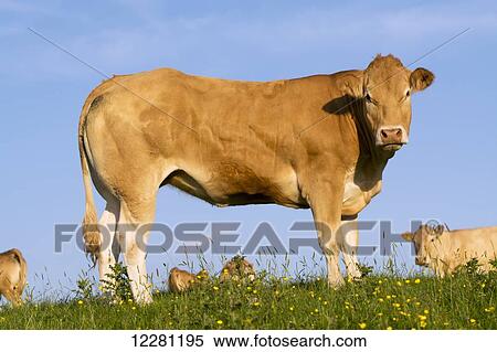 Blonde d'Aquataine heifer on upland pasture; Cumbria, England View Large Photo Image Stock Photography - Blonde d'Aquataine heifer on upland pasture; Cumbria, England. Fotosearch
