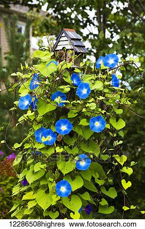 Stock Photograph - Blossoming blue flowers on a plant in a residential backyard; Granby, Quebec, Canada. Fotosearch