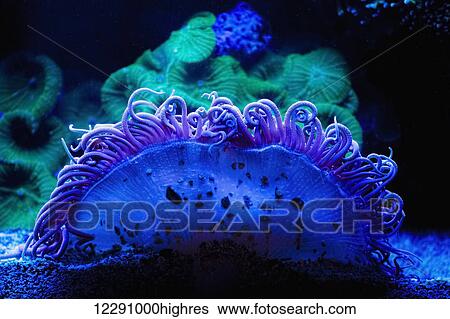 Stock Photograph - Blue and green coral; Israel. Fotosearch