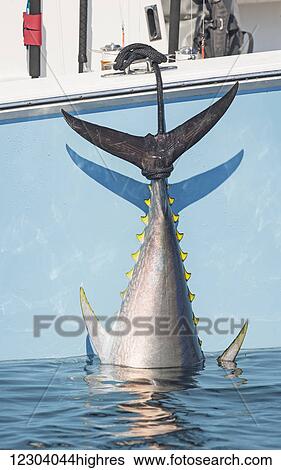 Blue fin tuna hanging from the boat off the coast of Cape Cod; Massachusetts, United States of America View Large Photo Image Stock Photograph - Blue fin tuna hanging from the boat off the coast of Cape Cod; Massachusetts, United States of America. Fotosearch