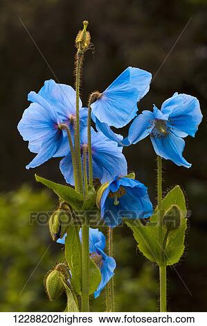 Stock Photograph - Blue poppies blooming in Kodiak, Alaska garden. Fotosearch