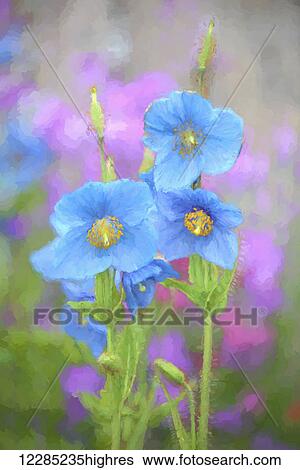 Stock Photograph - Blue poppy (Meconopsis grandis) growing in an Alaska garden; Kodiak, Alaska, United States of America. Fotosearch