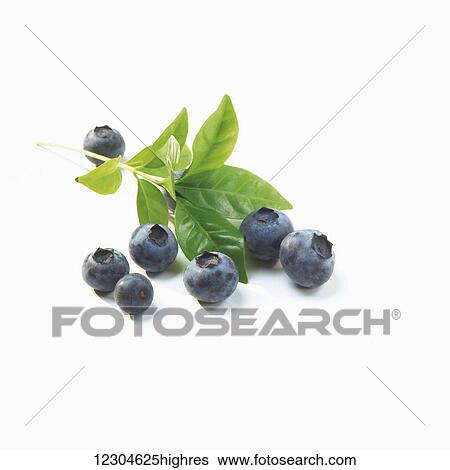 Blueberries and a sprig of leaves on a white background; Toronto, Ontario, Canada View Large Photo Image Stock Photograph - Blueberries and a sprig of leaves on a white background; Toronto, Ontario, Canada. Fotosearch