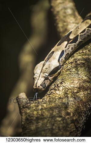 Stock Photograph - Boa constrictor flicking out tongue on branch; Parana, Brazil. Fotosearch