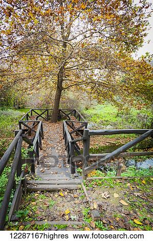 Stock Photograph - Boardwalk, stream and tree in autumn; Mieza, Greece. Fotosearch