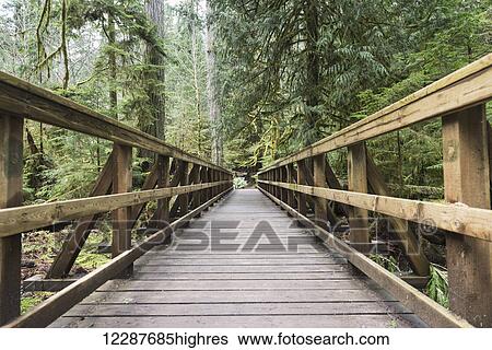 Boardwalk with wooden railings through a forest, Cathedral Grove; British Columbia, Canada View Large Photo Image Stock Photograph - Boardwalk with wooden railings through a forest, Cathedral Grove; British Columbia, Canada. Fotosearch
