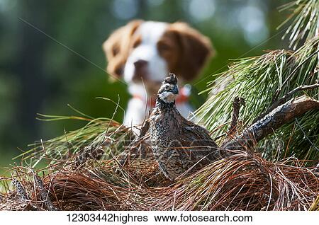 Bobwhite quail (Colinus virginianus) and Brittany spaniel; Gaitor, Florida, United States of America View Large Photo Image Stock Photograph - Bobwhite quail (Colinus virginianus) and Brittany spaniel; Gaitor, Florida, United States of America. Fotosearch