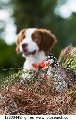 Stock Photograph - Bobwhite quail (Colinus virginianus) and Brittany spaniel; Gaitor, Florida, United States of America. Fotosearch