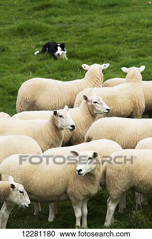 Border Collie sheepdog working a flock of sheep; Cumbria, England View Large Photo Image Stock Image - Border Collie sheepdog working a flock of sheep; Cumbria, England. Fotosearch
