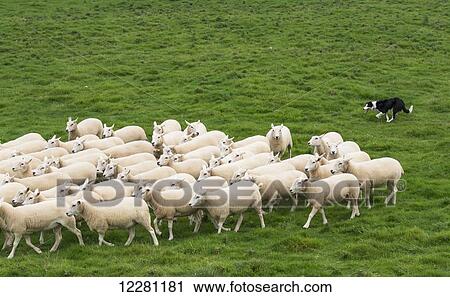 Border Collie sheepdog working a flock of sheep; Cumbria, England View Large Photo Image Stock Image - Border Collie sheepdog working a flock of sheep; Cumbria, England. Fotosearch