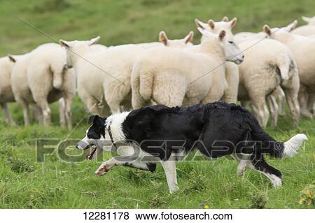 Border Collie sheepdog working a flock of sheep; Cumbria, England View Large Photo Image Stock Photo - Border Collie sheepdog working a flock of sheep; Cumbria, England. Fotosearch