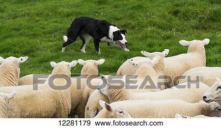 Border Collie sheepdog working a flock of sheep; Cumbria, England View Large Photo Image Stock Photo - Border Collie sheepdog working a flock of sheep; Cumbria, England. Fotosearch