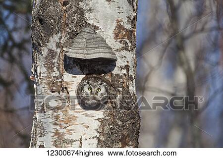 Stock Photograph - Boreal owl (Aegolius funereus) looking out from nesting cavity in hollow birch tree near Fairbanks Alaska, Spring. Fotosearch