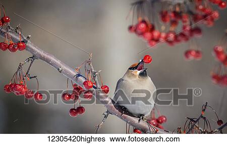 Stock Photograph - Boreal waxwing juggling with berries; Quebec, Canada. Fotosearch