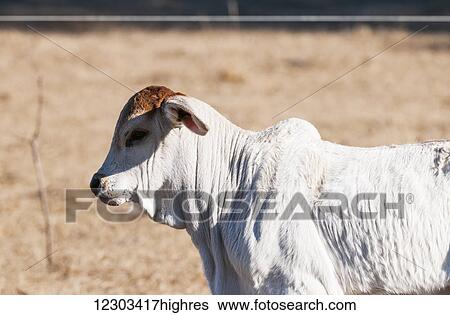 Stock Photograph - Brahman calf; Gaitor, Florida, United States of America. Fotosearch