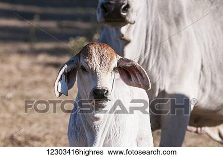 Stock Photograph - Brahman calf with cow; Reddick, Florida, United States of America. Fotosearch