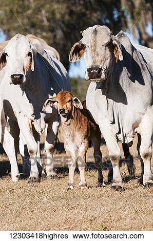 Brahman cows with calf; Reddick, Florida, United States of America View Large Photo Image Stock Photograph - Brahman cows with calf; Reddick, Florida, United States of America. Fotosearch