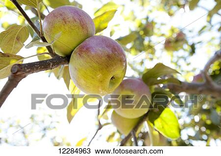 Stock Image - Branch of apple tree in sunlight. Fotosearch