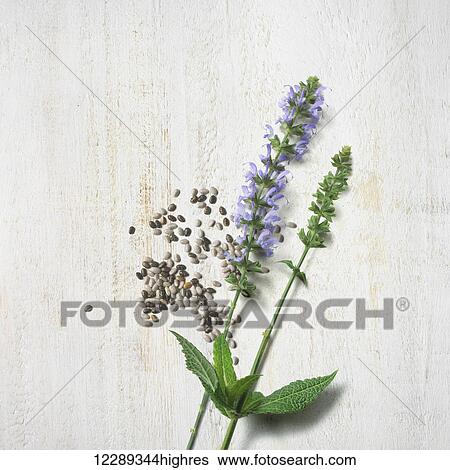 Stock Photograph - Branches of a plant with purple blossoms and seeds; Toronto, Ontario, Canada. Fotosearch