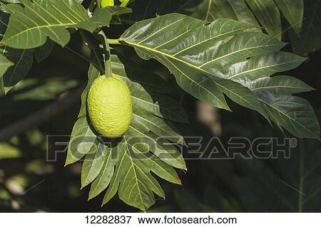 Stock Photo - Breadfruit (Artocarpus altilis) known locally as Ulu was a staple of Native Hawaiians and is making a resurgence throughout Hawaii; Captain Hook, Island of Hawaii, Hawaii, United States of America. Fotosearch