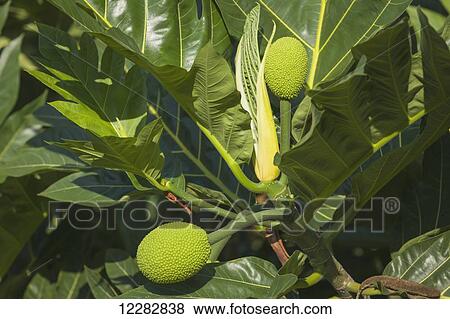 Stock Photo - Breadfruit (Artocarpus altilis) known locally as Ulu was a staple of Native Hawaiians and is making a resurgence throughout Hawaii; Captain Hook, Island of Hawaii, Hawaii, United States of America. Fotosearch