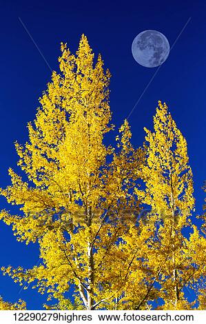 Bright, colourful aspen trees in autumn with large full moon and blue sky; Calgary, Alberta, Canada View Large Photo Image Stock Photograph - Bright, colourful aspen trees in autumn with large full moon and blue sky; Calgary, Alberta, Canada. Fotosearch