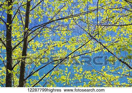 Stock Photograph - Bright green backlit leaves against a bluish background of forest; Chilliwack, British Columbia, Canada. Fotosearch