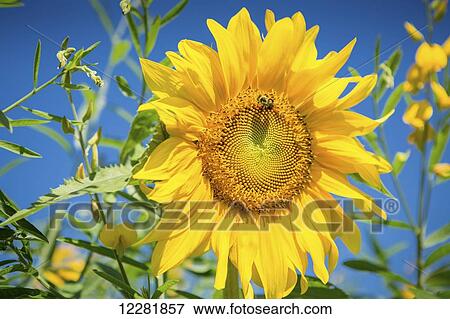 Stock Photo - Bright yellow sunflower (Helianthus) with bumblebee (Bombus) in front of blue sky; Maryland, United States of America. Fotosearch