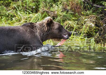 Stock Photograph - Brown bear carrying its caught salmon ashore to better protect its meal, Brooks River, Katmai National Park, Southwest Alaska. Fotosearch