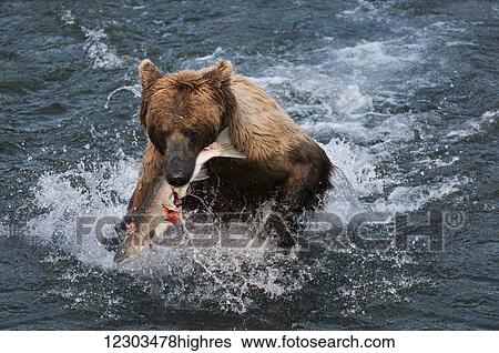 Stock Photograph - Brown bear catches salmon and quickly runs to shore, Brooks River, Katmai National Park, Southwest Alaska. Fotosearch