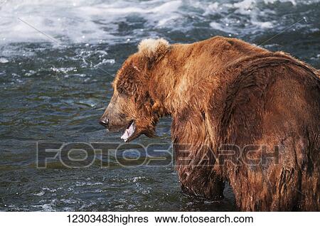 Stock Photograph - Brown bear in defensive posture while in Brooks River, Katmai National Park, Southwest Alaska. Fotosearch